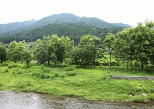 高野川沿いに植樹され、成長したクヌギの木々（６月２６日）