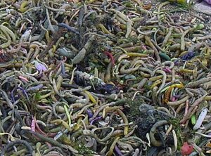 【資料写真】琵琶湖底から引き揚げられたワーム類（疑似餌）＝大津市