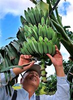 「直売所の話題に」と育てたバナナを収穫する藤本さん（京都府八幡市戸津）