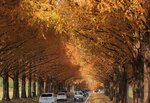 鮮やかな茶褐色に色付き、せり出した枝のトンネルができたメタセコイア並木（２日午後０時４０分、高島市マキノ町）