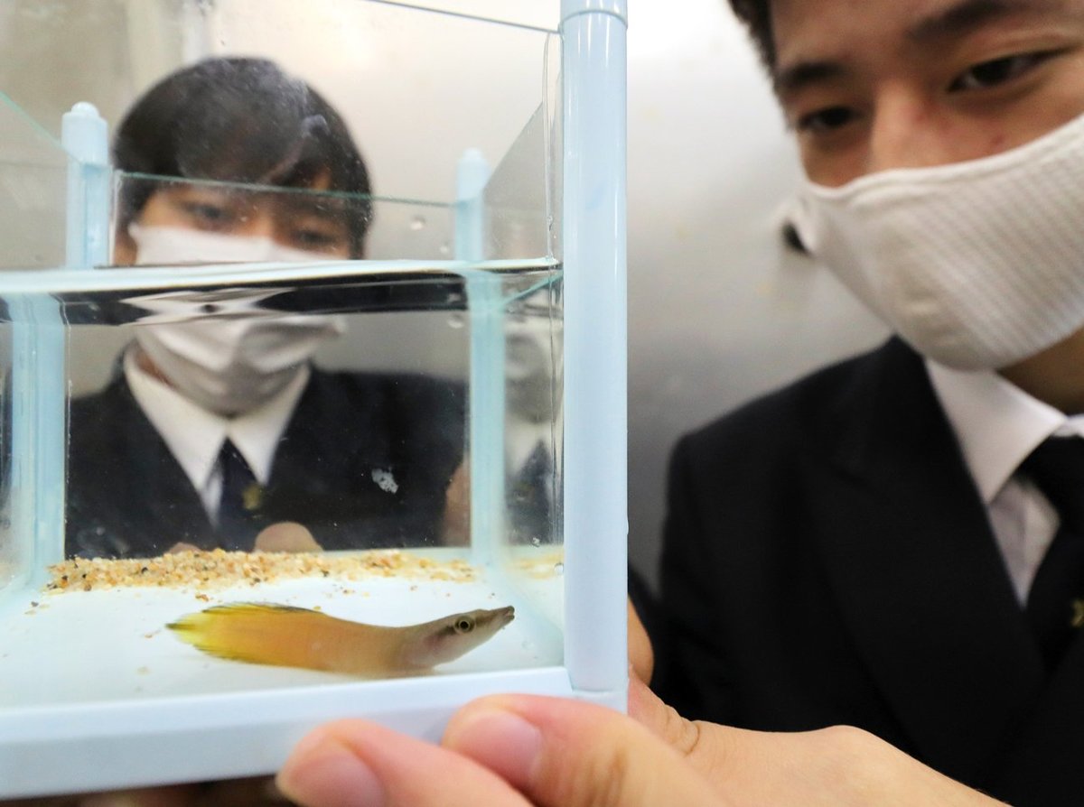 「見慣れない魚」京都の高校生が府内で初採集　南の海の魚「ミサキウバウオ」