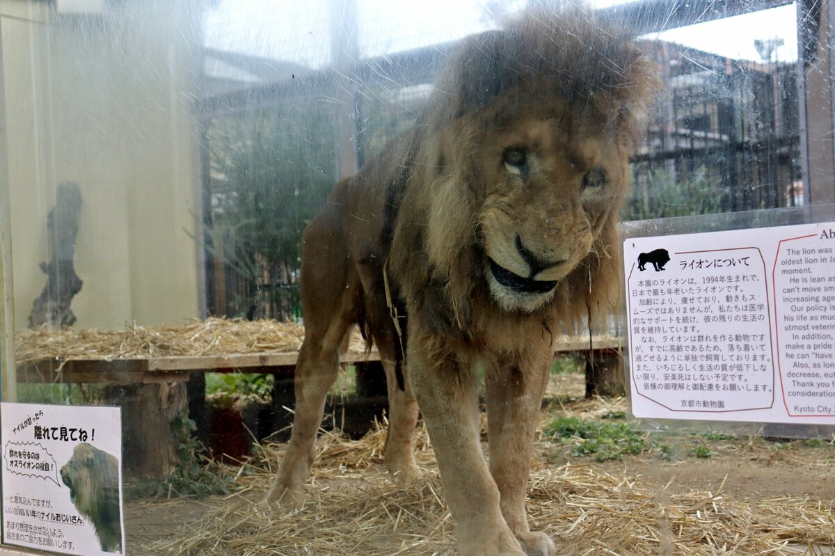 国内最高齢のライオン死ぬ 雄25歳のナイル ほえる姿に勇気づけられた 社会 地域のニュース 京都新聞