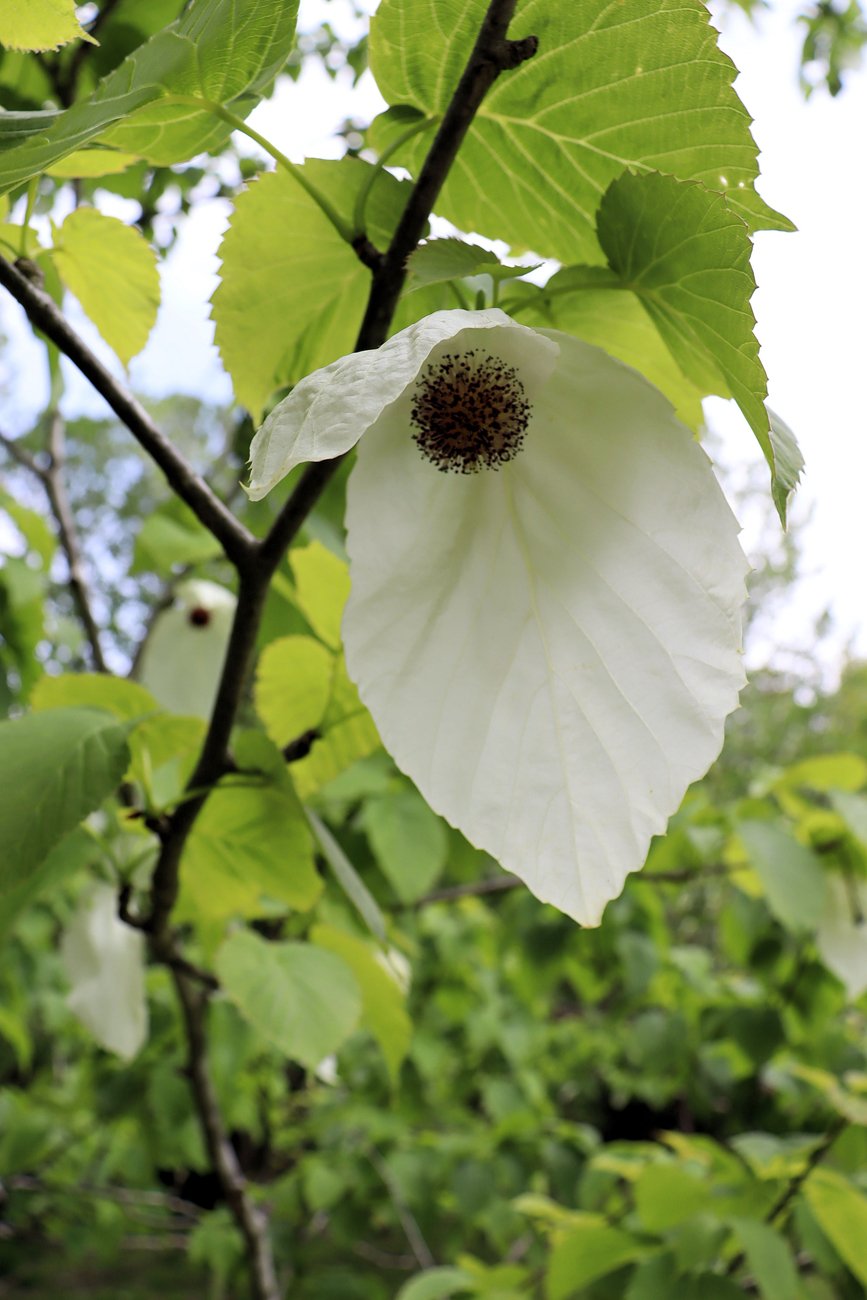 春風に揺れる白い「ハンカチ」　滋賀・高島の森林公園で見頃