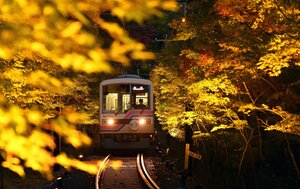 ライトアップされた「もみじのトンネル」をゆっくり進む電車（５日午後５時９分、京都市左京区）