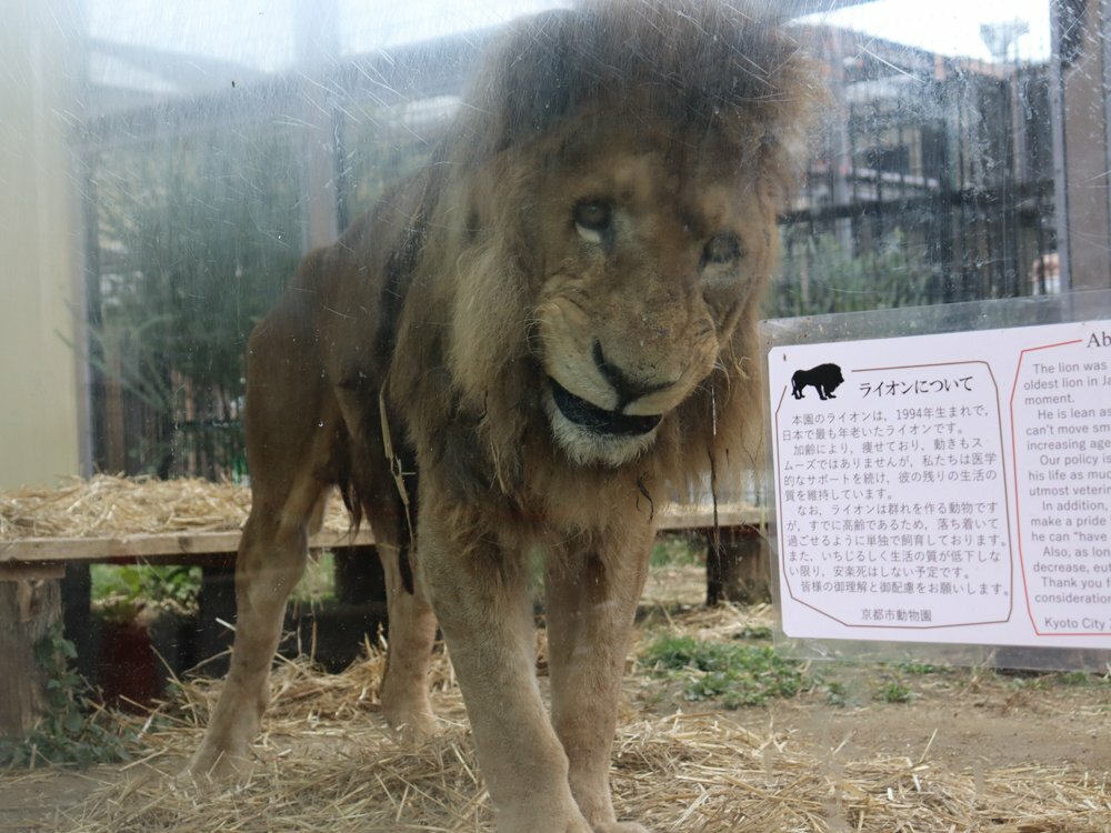 ライオンもう飼わない動物園に 最高齢の死 動物福祉のなぜ 重い選択 と園 文化 ライフ 地域のニュース 京都新聞