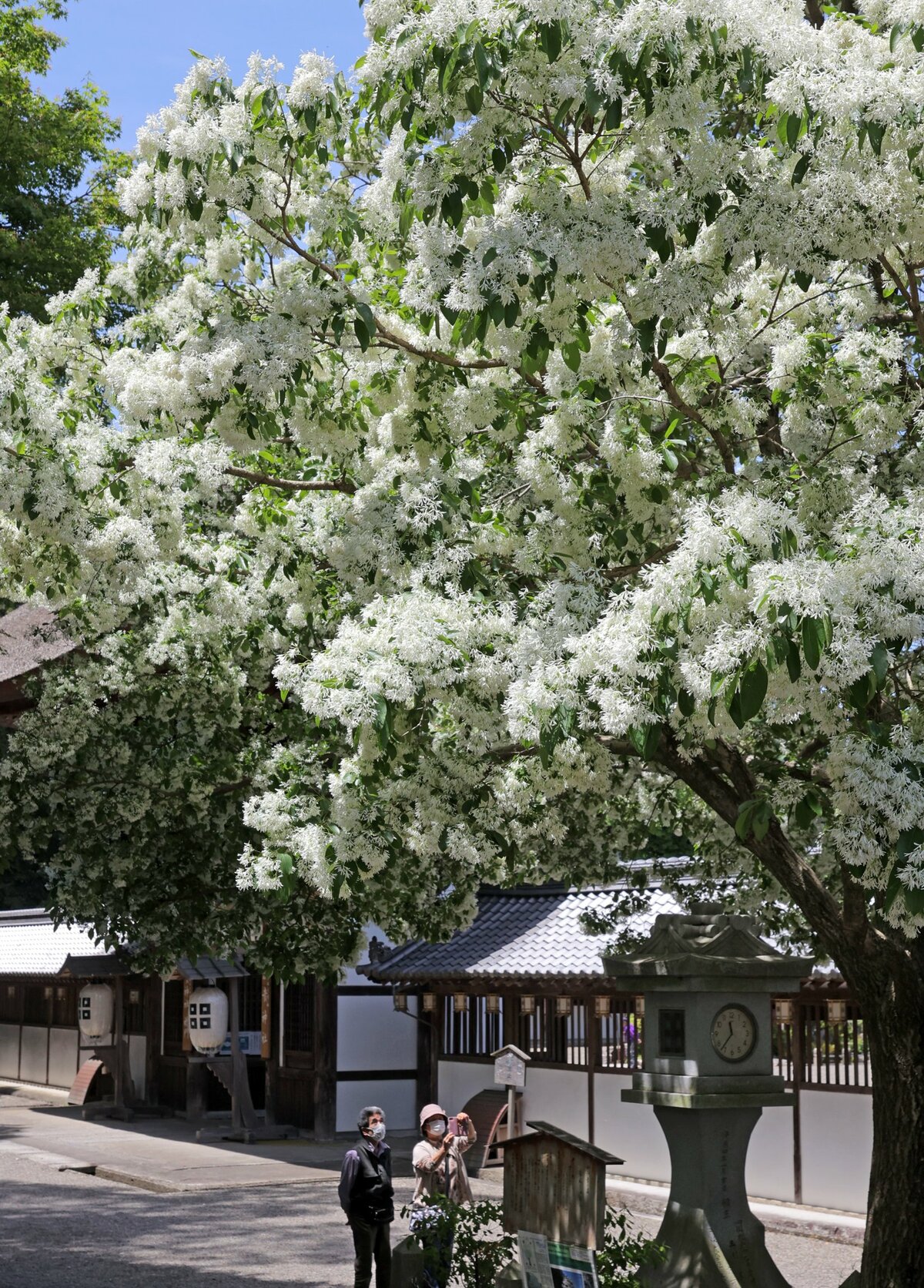 白い花 何だこれは ナンジャモンジャが見頃 滋賀 観光 地域のニュース 京都新聞