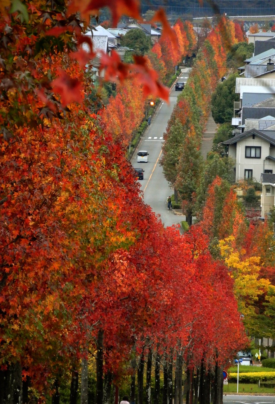 赤、黄、緑色色付く並木道、街を彩る　京都・桂坂