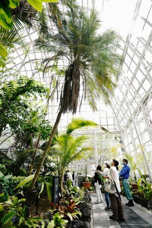 最古の温室 ８年ぶり公開 名古屋 東山動植物園 全国のニュース 京都新聞