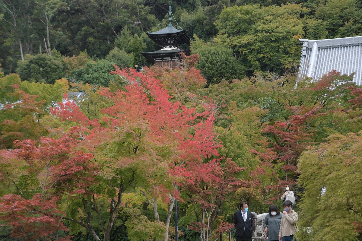 京都の紅葉名所、永観堂でモミジ色づく　11月7日からライトアップ