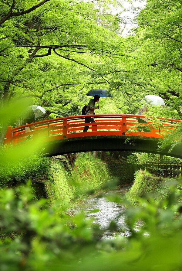 雨に新緑が映えるもみじ苑で傘を差して橋を渡る参拝者たち（２日午前、京都市上京区・北野天満宮）