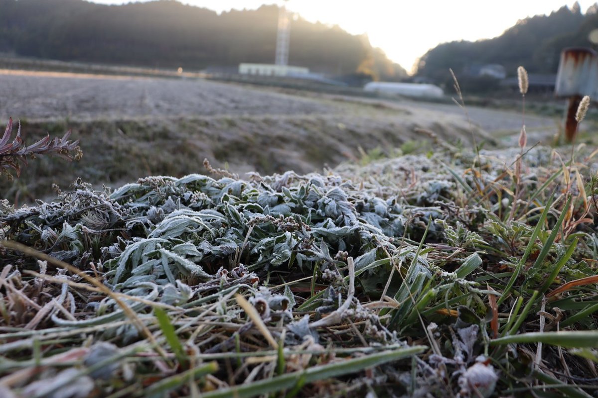 霜の便り、京都・亀岡から　この秋一番の冷え込み、滋賀は氷点下も