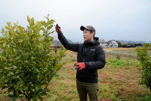 耕作放棄地に植樹したレモンの木を剪定する矢野さん（京都府宮津市日置）