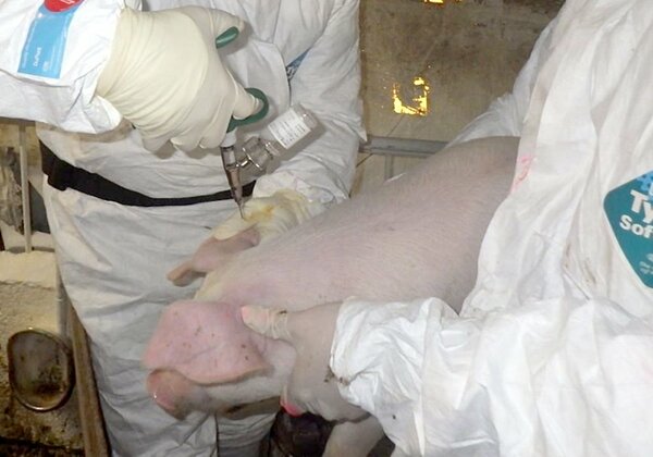 飼育豚に対する豚コレラのワクチン接種の様子（京都府南丹市日吉町）＝京都府提供