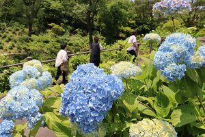 約１００品種が咲き誇るアジサイ園（舞鶴市多祢寺・舞鶴自然文化園）