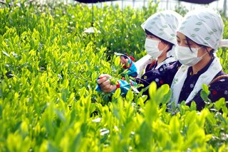 茶摘み娘もマスク姿で 一足早く 新茶摘み 社会 地域のニュース 京都新聞