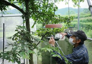 エノキの木を覆った飼育網室内でオオムラサキの世話をする守る会のメンバー（６月２８日）