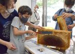 蜜ろうから蜜蓋を刃でそぎ落とし、内側の蜜を採取する子ども（京都市上京区）