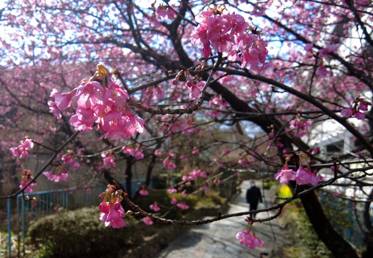 真冬だけど、もう桜が満開近く　特に早咲きの「河津桜」、京都・淀