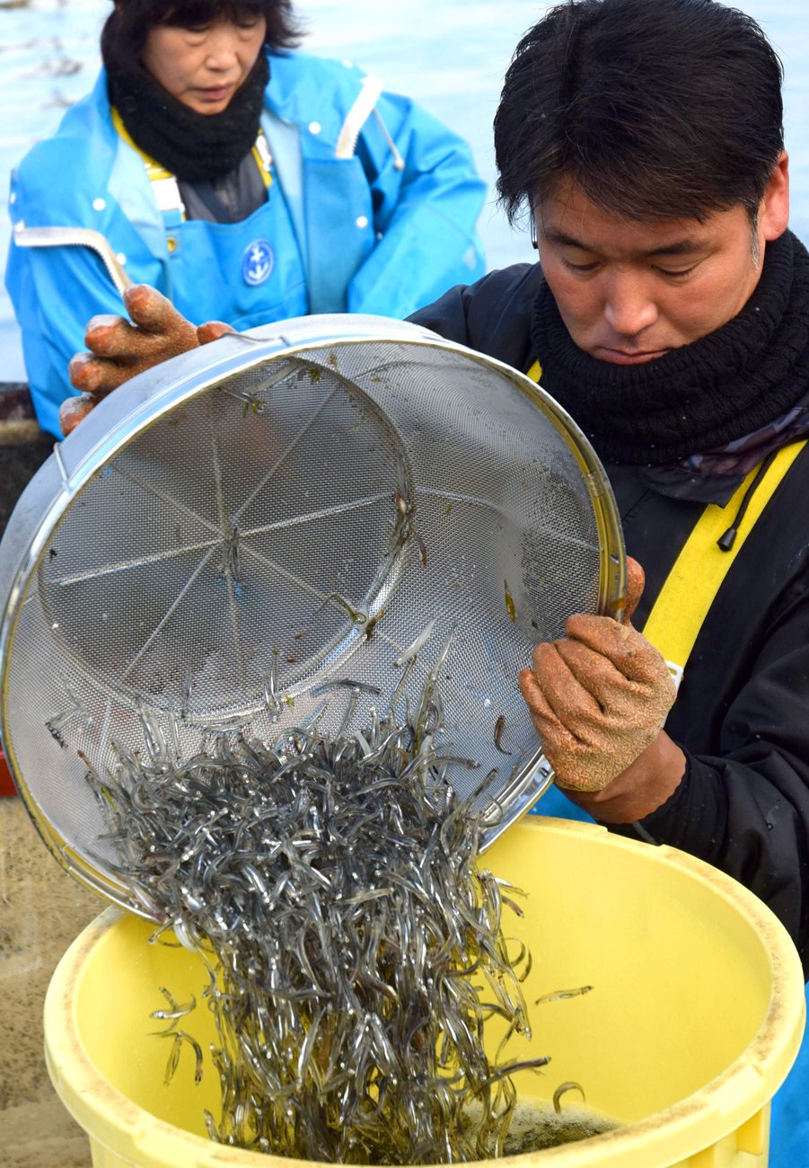 ぴちぴち「氷魚」手際よく水揚げ　琵琶湖でアユ漁解禁、漁獲は平年上回る