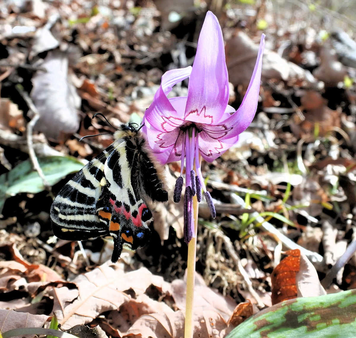 カタクリの花に 春の女神 ギフチョウが羽化 社会 地域のニュース 京都新聞