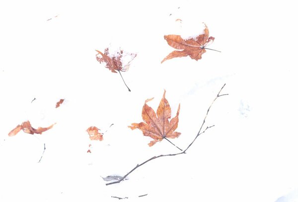 <div class="caption">木々に降り積もった雪が枝先の葉とともに落ち、白い雪面にさまざまな模様を描く（２０２１年１２月２１日）</div>