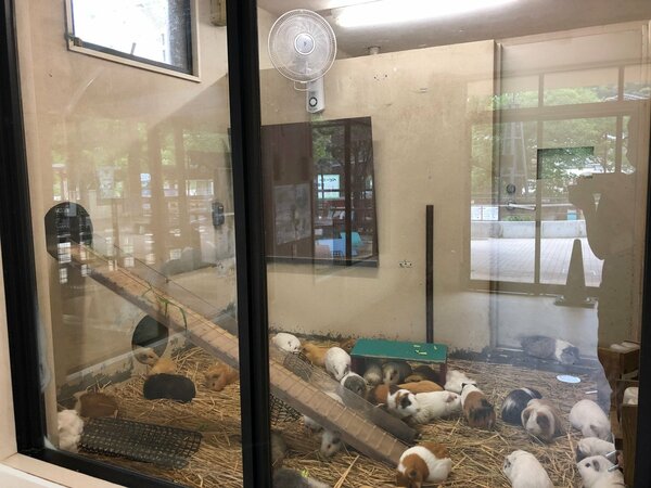 テンジクネズミの部屋には扇風機が設置された＝京都市動物園提供