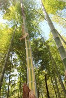 金色の縦じま模様の竹（京都市西京区）
