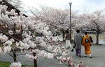 桂川沿いでは桜がほぼ満開となり、散策する観光客も多く見られた（３０日午後１時４４分、京都市右京区・嵐山公園中之島地区）