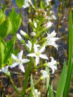 白い花を咲かせた深泥池のミツガシワ