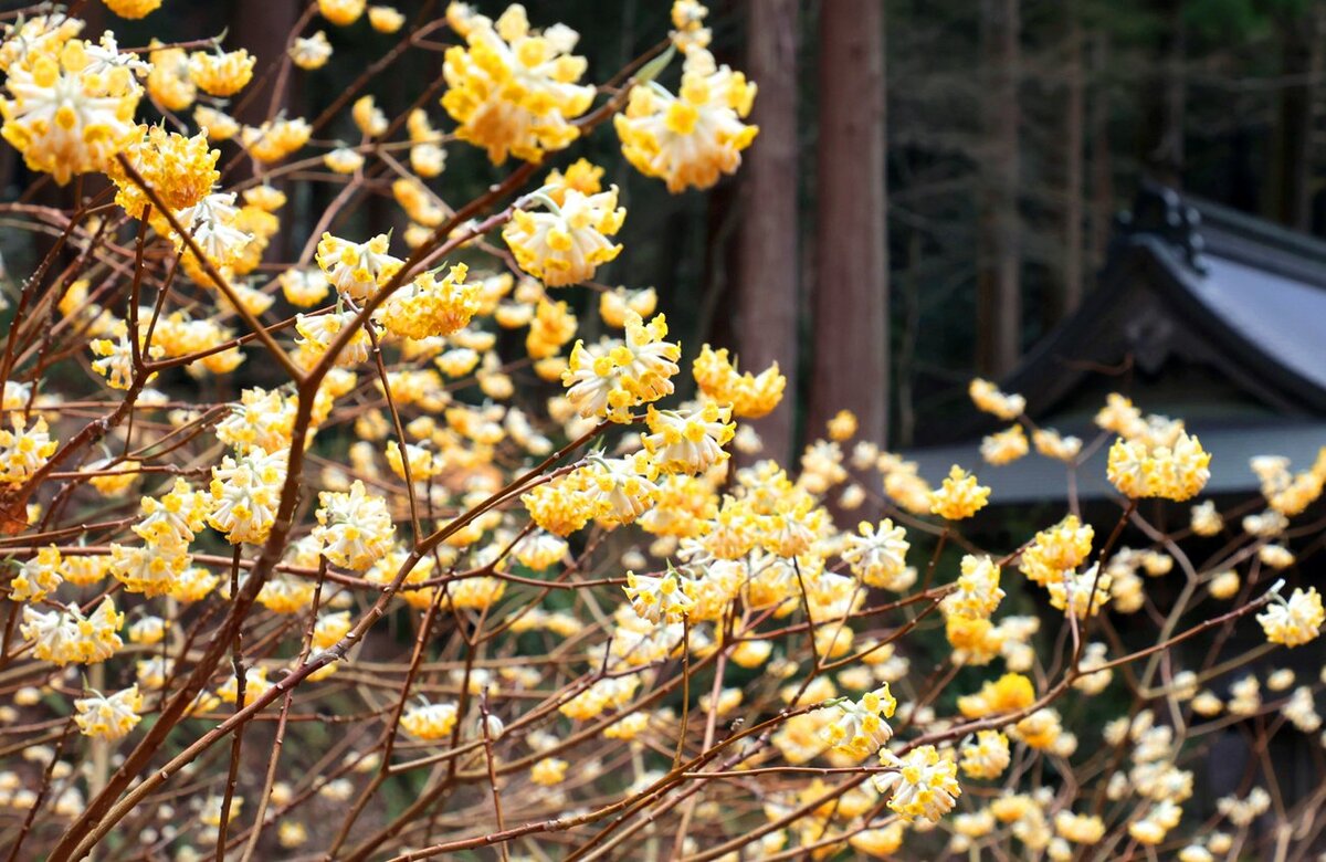 木々の間に黄色い ぼんぼり ミツマタの花が見頃 滋賀 百済寺 観光 地域のニュース 京都新聞