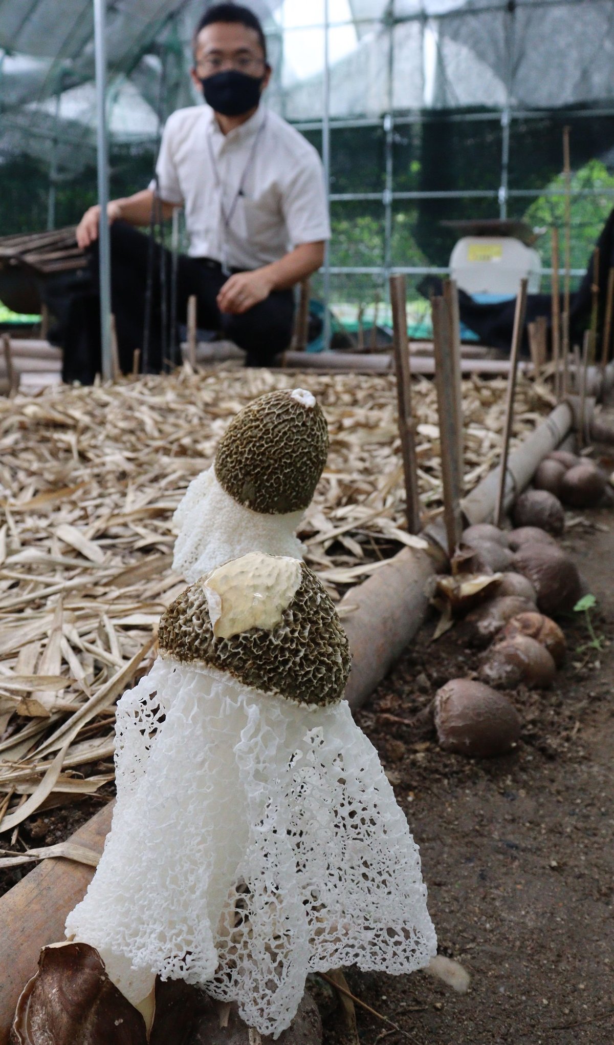 キノコの女王「キヌガサタケ」栽培実験着々　タケノコに次ぐ竹林の収入源に