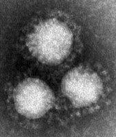 新型コロナウイルス（国立感染症研究所）