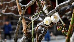 開花した早咲きの「雲龍梅」（２０日午前１１時２分、京都市上京区・北野天満宮）