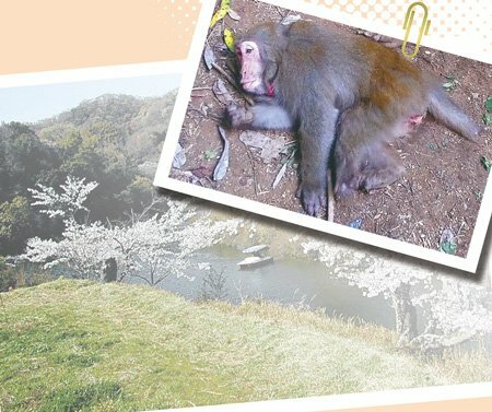 和歌山県内で捕獲された交雑種（和歌山県提供）。背景はかつてタイワンザルのいる動物園があった地区＝コラージュ