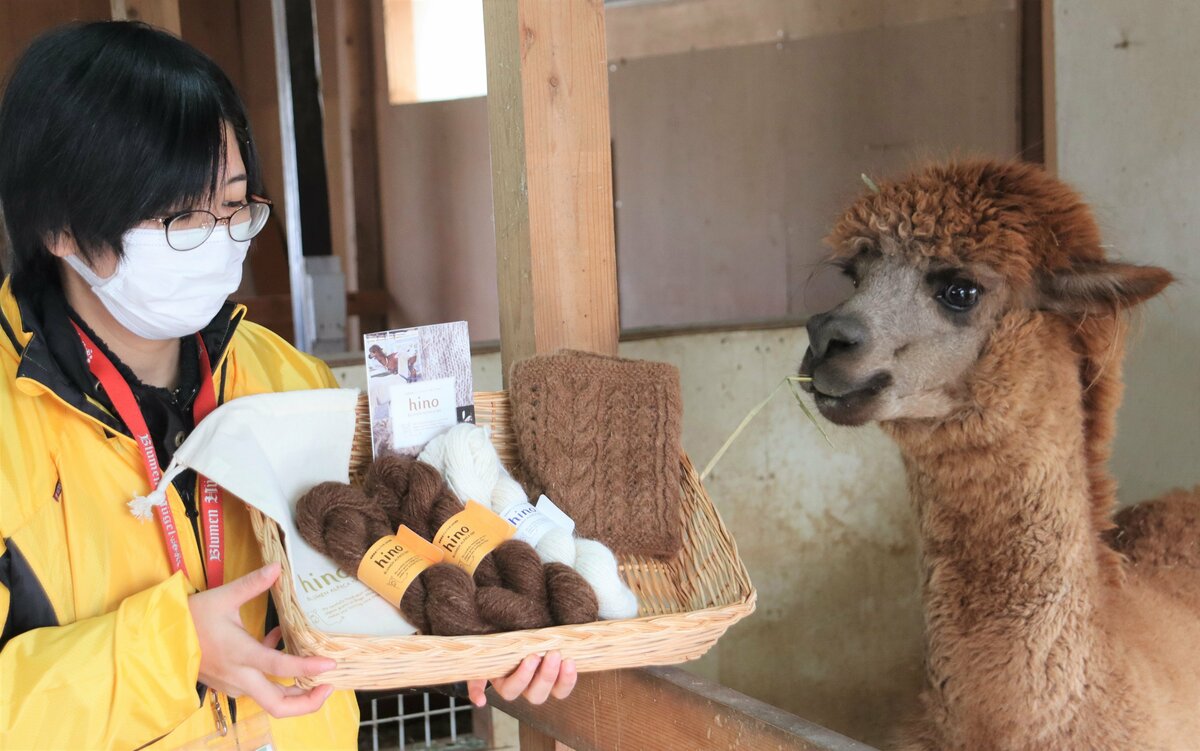 うちのアルパカから 毛糸 作りました 農業公園 手編みキット限定販売 観光 地域のニュース 京都新聞