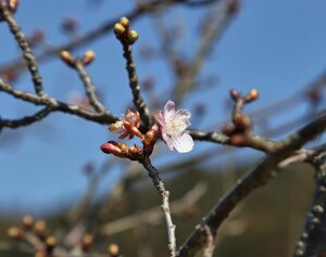 開花し始めた河津桜。薄いピンク色の花びらが春を感じさせている（井手町井手・まちづくりセンター椿坂）