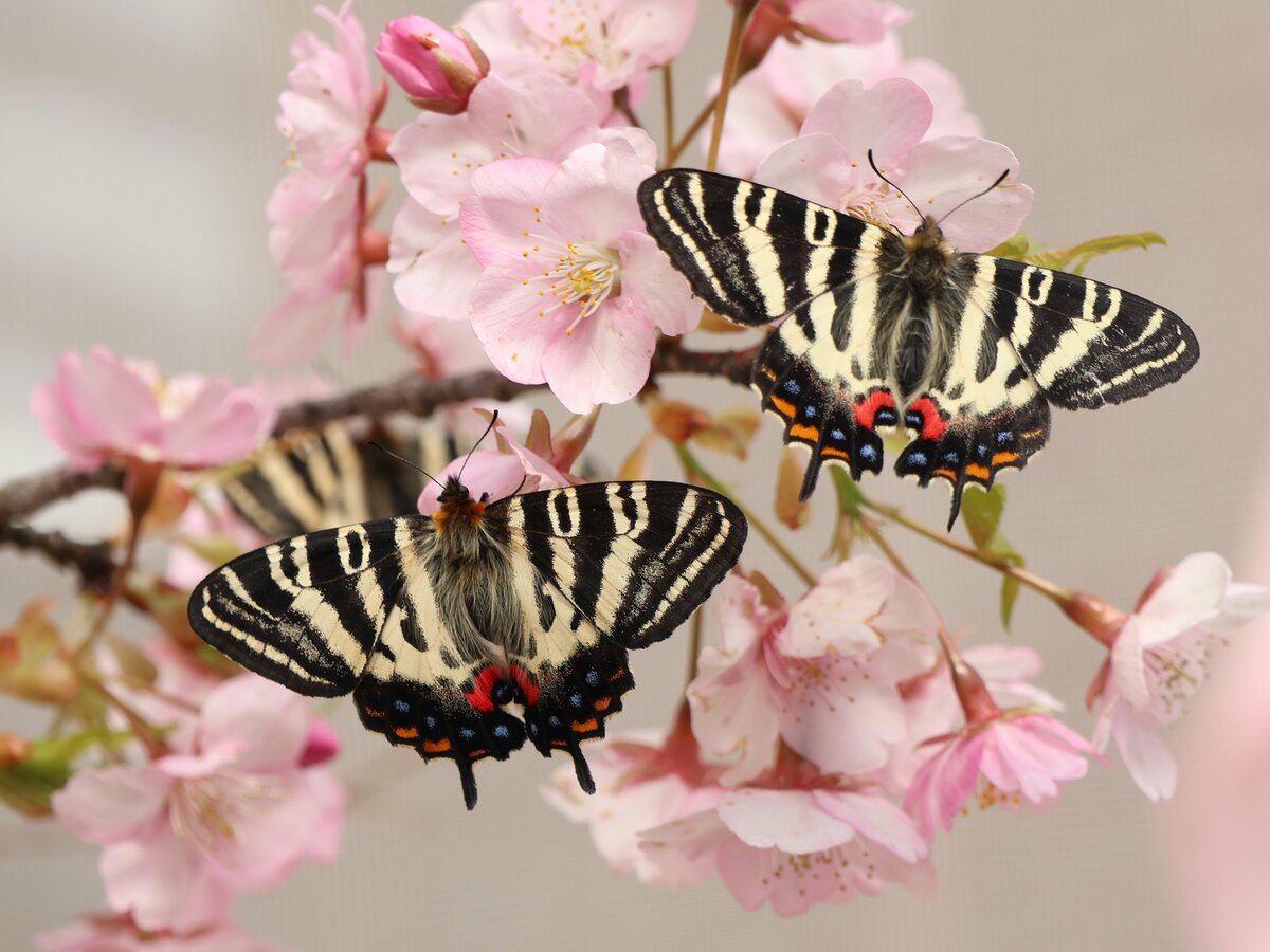 絶滅危惧種の「春の女神」優雅な舞　ギフチョウ、京都の愛好家宅で続々羽化