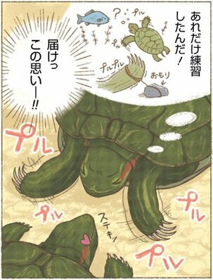 アカミミガメのオスの長い爪 目の前でプルプル 魅力的 文化 ライフ 地域のニュース 京都新聞