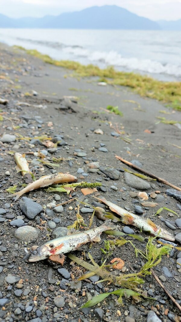 琵琶湖岸に打ち上がったアユの死骸。より高い密度で散乱している場所もあり、周辺には腐敗臭が漂う（滋賀県高島市今津町浜分）