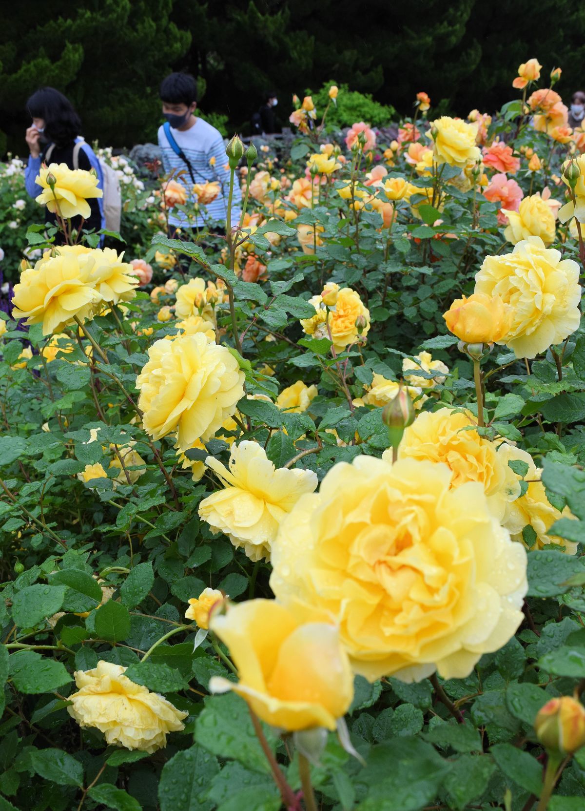 「黄色いバラ」も雨露に映え　色や香り、個性的なバラが見頃