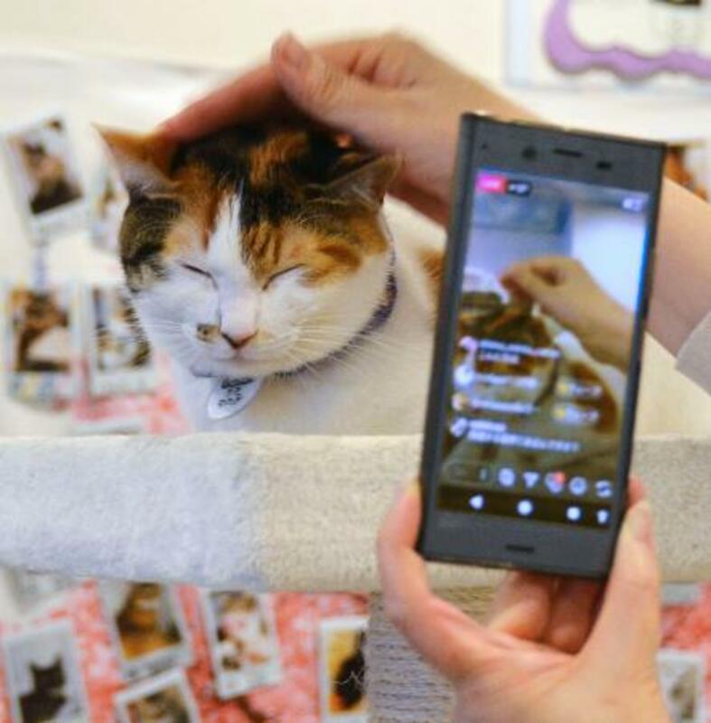 保護猫引き取り確保に奔走 飼い主求め動画配信も 全国のニュース 京都新聞