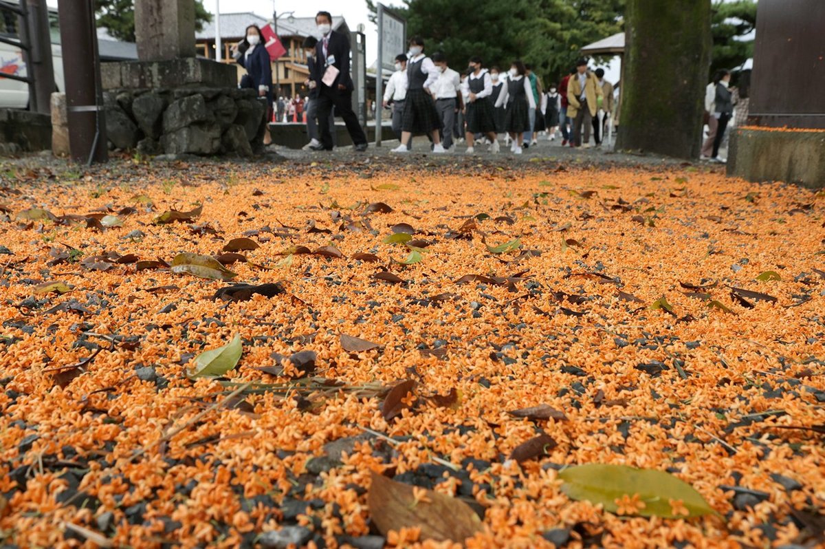 雨上がり、キンモクセイのじゅうたん　京都・嵐山