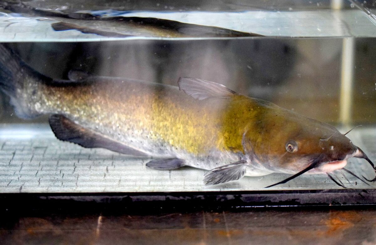外来ナマズ 琵琶湖で拡大 新たな脅威の外来魚に 滋賀県が駆除強化 文化 ライフ 地域のニュース 京都新聞