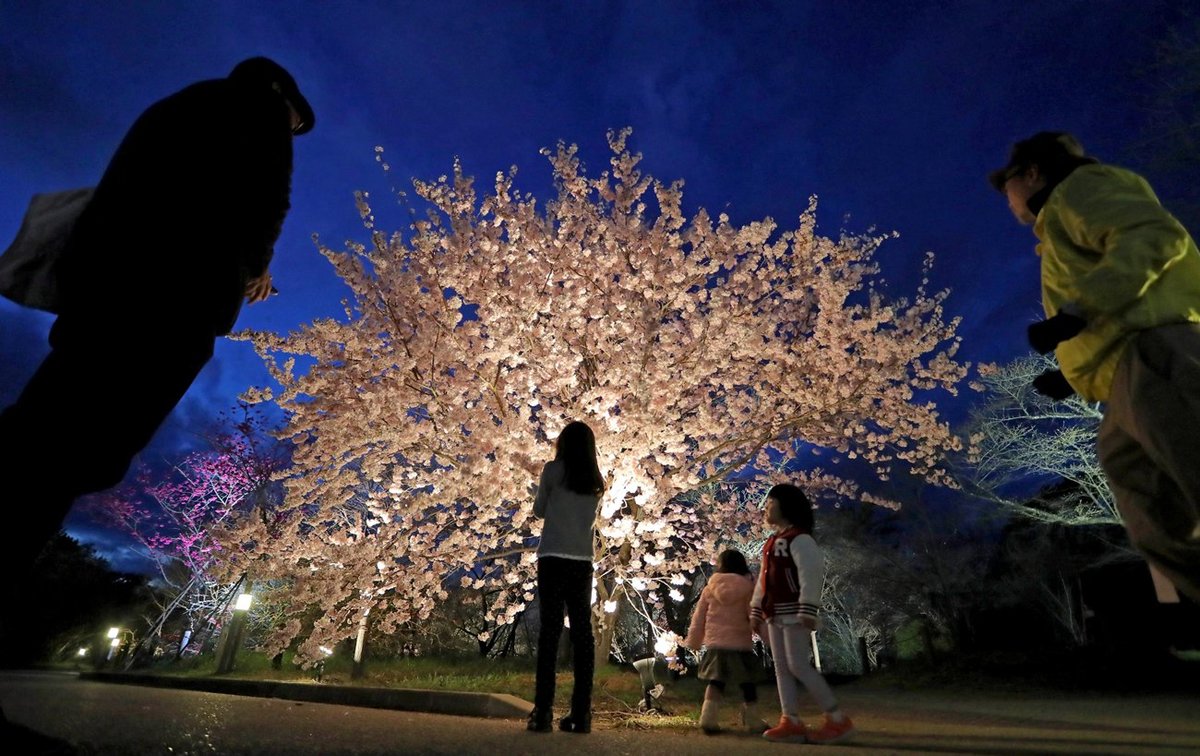 「桜ライトアップ」今年も中止　京都府立植物園「混雑避けられず」