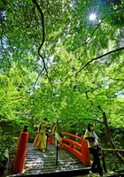 新緑がきらめく「もみじ苑」を散策する参拝者たち（２５日午前、京都市上京区・北野天満宮）