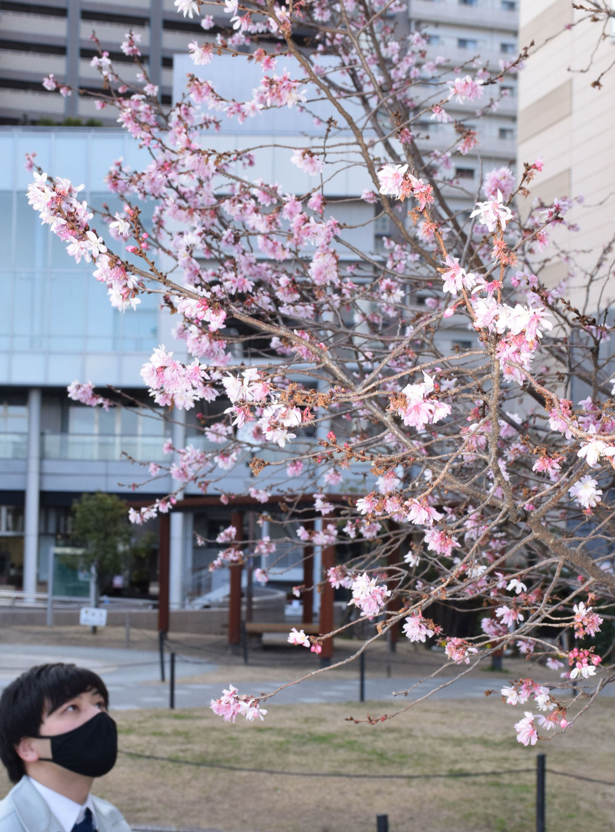 もう桜が咲いています　京都・長岡京で「十月桜」が見頃