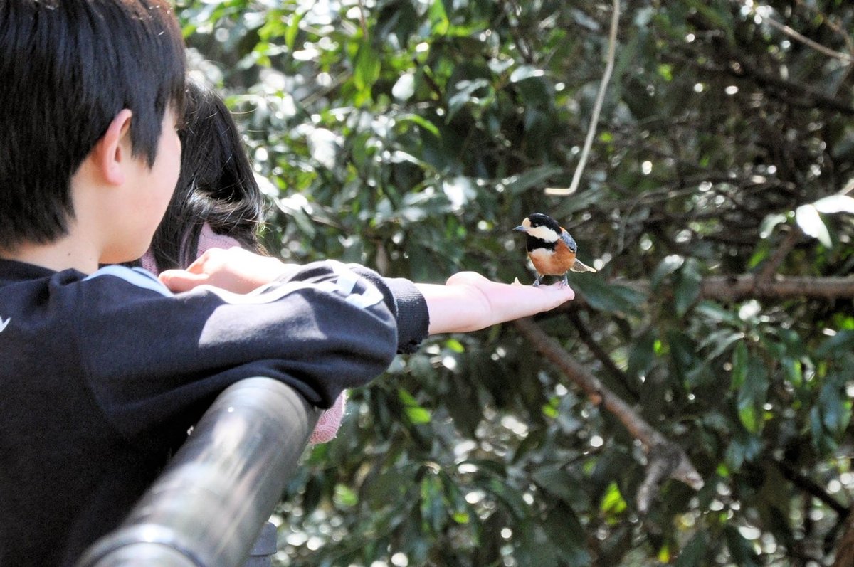 野鳥のヤマガラが手の上に、餌を食べる姿が愛らしく　京都・宇治の展望台