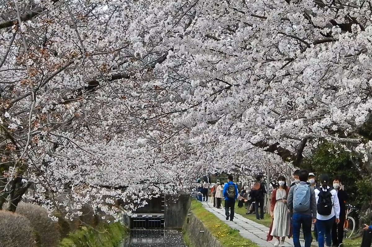 桜満開 京都で 最速 記録残る1953年以降 平年より10日早く 観光 地域のニュース 京都新聞