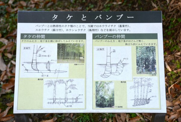 実は違う タケとバンブー 植物園の案内板が話題 何が違うか樹木医に聞いてみた 文化 ライフ 地域のニュース 京都新聞