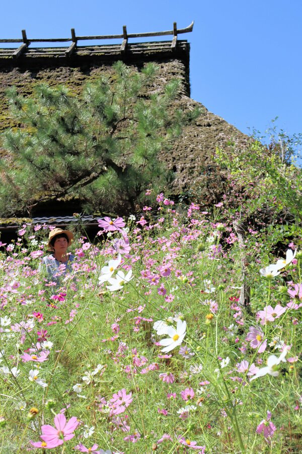 かやぶき屋根の古民家を背景に白やピンクのコスモスの花が咲き誇っている（南丹市美山町内久保・「宿苑　勘兵衛」）